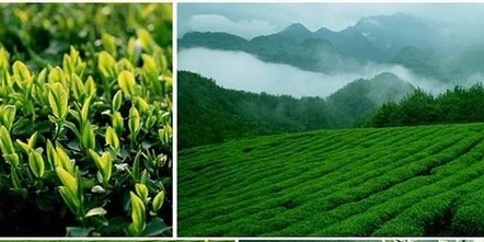 女?huà)z茶業(yè)