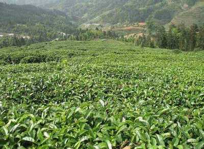 種植無(wú)公害茶葉要注意什么?