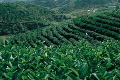 仙醇茶業(yè)費多少?