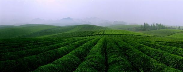 一片茶葉筑夢(mèng)小康--湄潭縣榮獲2018中國茶業(yè)品牌影響力全國十強(qiáng)縣(市)