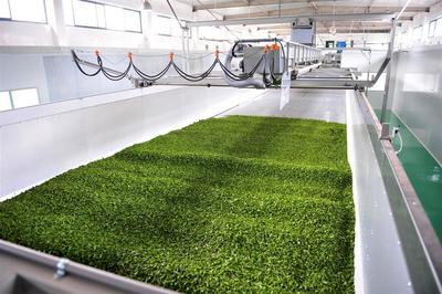 蕭氏茶業(yè)榮登中國(guó)農(nóng)企500強(qiáng)榜單，彰顯茶業(yè)發(fā)展新高度